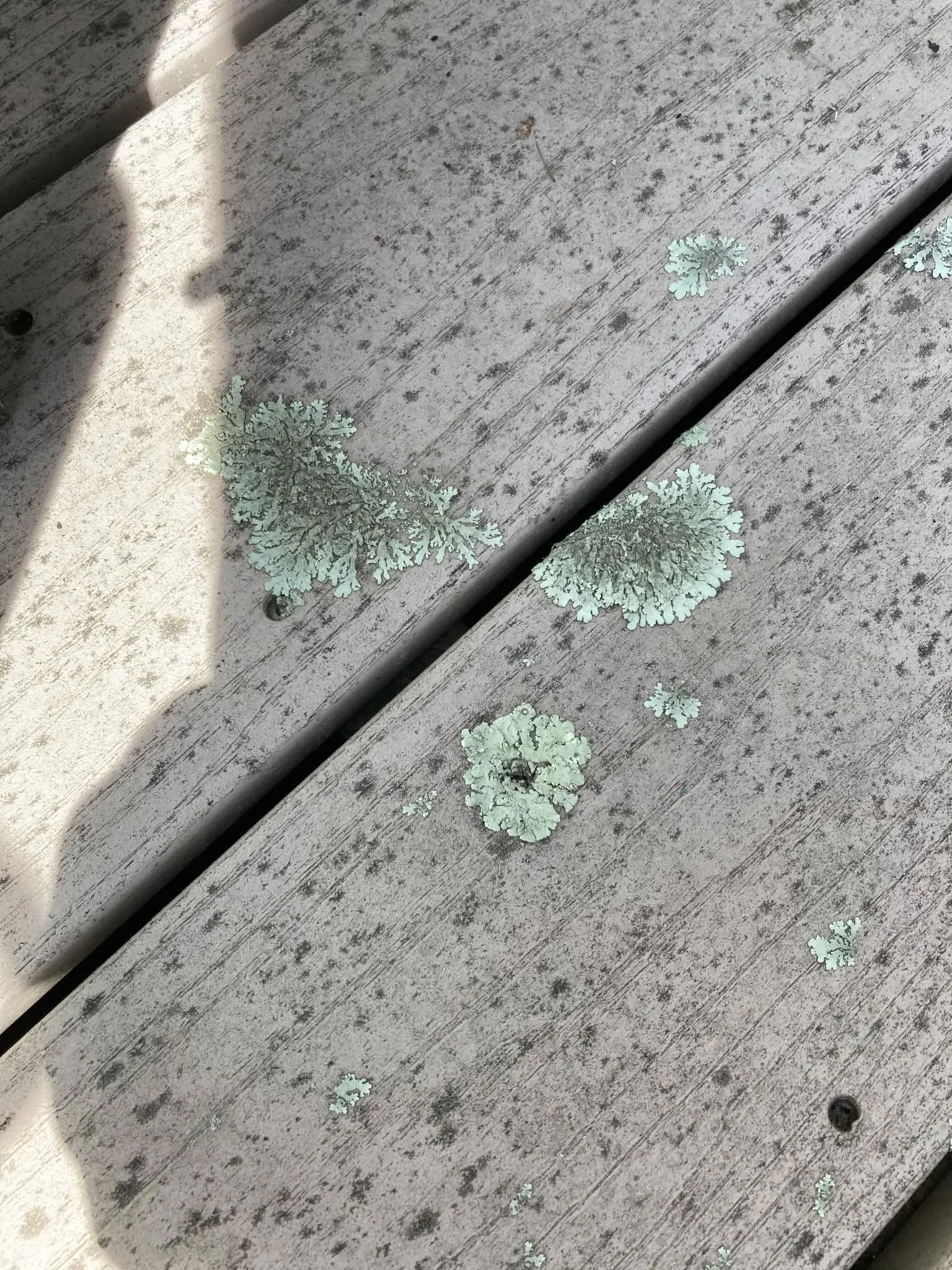 Composite deck boards with lichen and mold removal, before and after treatment visible